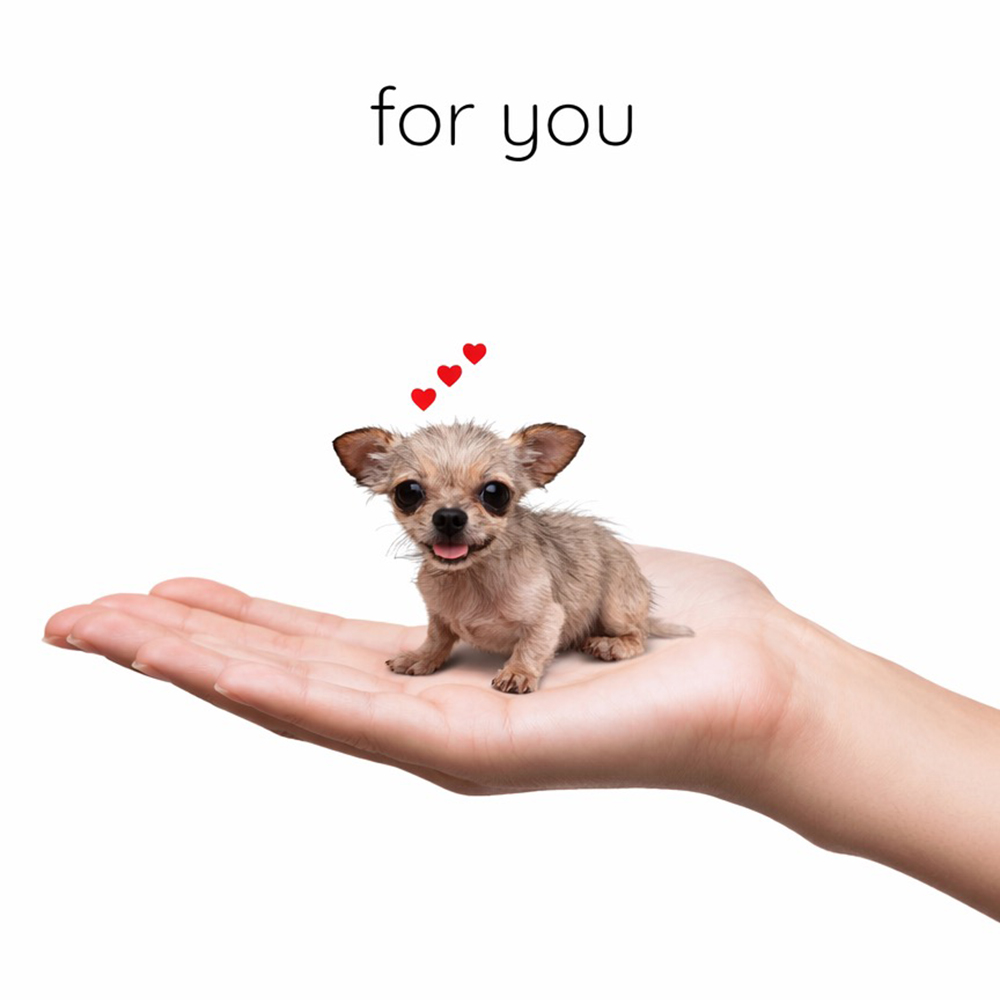 Rocky the tiny chihuahua sitting in a palm, with hearts floating above