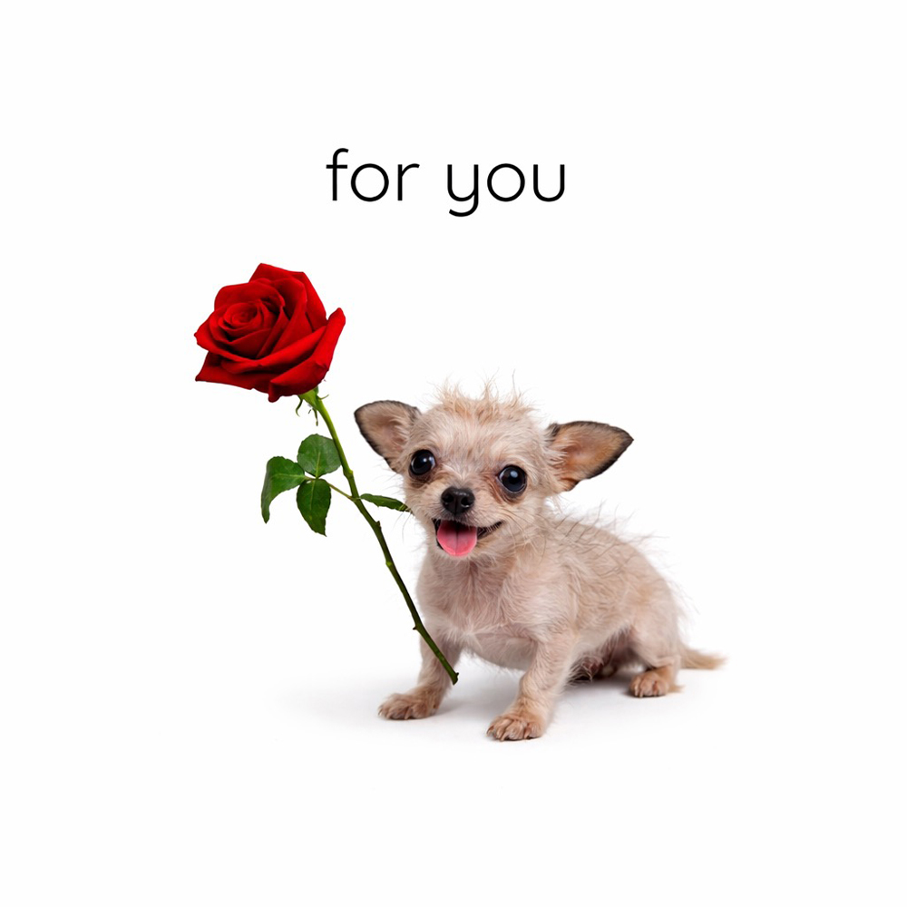 Rocky sitting and smiling